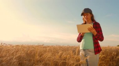 Çiftçi kadın buğday tarlasında bir tabletle çalışıyor, tahıl mahsulünü planlıyor. tarım kavramı. Kadın agronomist tarlada buğday mahsulleri üzerinde çalışıyor. gelirini planlama alanında girişimci.