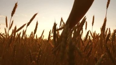 çiftçiler insada buğday Kulağına dokunur. gün batımında bir buğday tarlasında çiftçi. tarım kavramı. tarımsal iş. tarım uzmanı olgun buğday bir alan denetler.