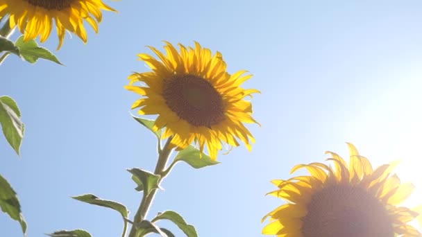 Ett fält av gula solros blommor mot en bakgrund av moln. En solros gungar i vinden. Vackra fält med solrosor på sommaren. Gröda av grödor mognaden på fältet. — Stockvideo