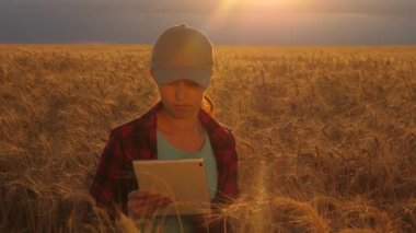 Çiftçi kadın gün batımı ışığında, bir buğday tarlasında bir tablet ile çalışıyor. iş kadını bir buğday tarlasında kar planlıyor. Tabletli kadın agronomist tarlada buğday mahsulünü inceliyor. tarım kavramı.