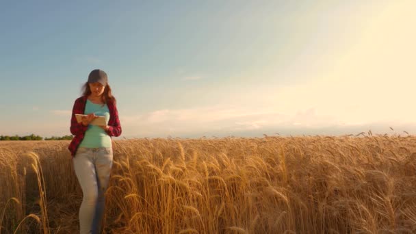 タブレットを持つビジネスウーマンは、畑で小麦作物を研究します。農家の女性は、小麦畑でタブレットで作業し、穀物作物を計画します。彼女の収入を計画する分野のビジネスウーマン。農業の概念. — ストック動画