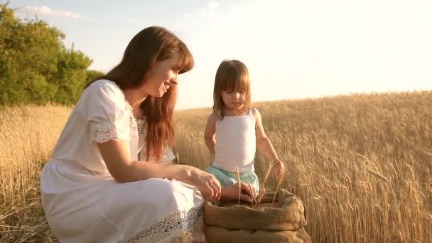 Espiga de trigo en la mano de un niño. madre e hijo pequeño están jugando con el grano en la bolsa en un campo de trigo. feliz madre agricultora está jugando con su hijo pequeño, hija en el campo. Concepto agrícola . — Vídeos de Stock