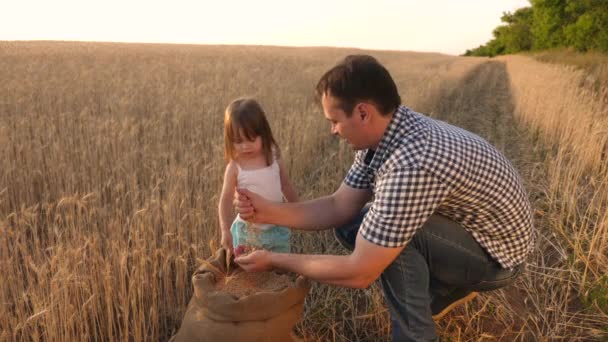Padre contadino gioca con il figlio piccolo, figlia in campo. chicco di grano nelle mani di un bambino. Papà è un agronomo e il bambino piccolo sta giocando con il grano in un sacchetto sul campo di grano. Concetto agricolo . — Video Stock