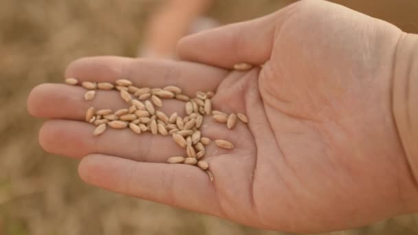 Pšenice na hrsti farmáře. agronomka má v ruce zralá zrna pšenice. zemědělského pojetí. zemědělského podnikání. sklizeň obilovin. — Stock video