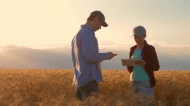 işadamları tarımda gelir çalışmaları. tablet ile agronomists alanında buğday mahsulü çalışma. Çiftçiler erkek ve kadın buğday alanında bir tablet ile çalışan, gün batımı ışığında. tarım kavramı.