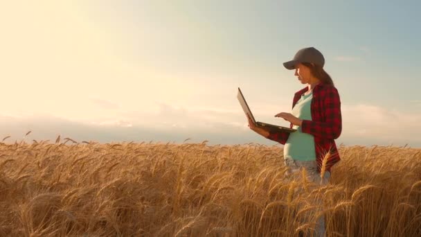 A menina agricultora trabalha com um tablet em um campo de trigo, planeja uma colheita de grãos. conceito de agricultura. Mulher agrônomo estuda cultura de trigo no campo. empresário no campo do planejamento de sua renda . — Vídeo de Stock