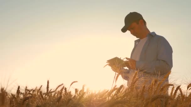 Üzletember egy tabletta vizsgálatok a búza termés terén. Farmer dolgozó tabletta a búza mező, a naplemente fényében. vállalkozó tanul a mezőgazdaságban. mezőgazdaság-koncepció. — Stock videók
