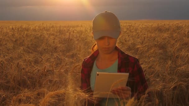 在夕阳下，在麦田里用药片工作的农妇。商业女性计划在麦田里谋利。带片的妇女农学家在田间研究小麦作物。农业概念. — 图库视频影像