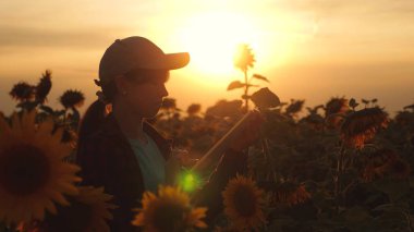 çiftçi adam gün batımı ışığında bir ayçiçeği alanında bir tablet ile çalışıyor. Agronomist bir ayçiçeği ürün çalışmaları. Tarım ve tarım konsepti.