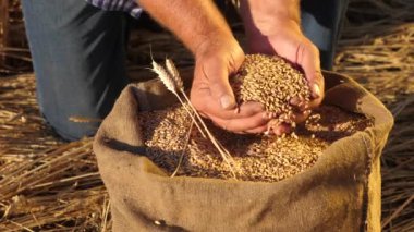 Çiftçi elleri kulaklı bir torbaya buğday taneleri döker. Mısır gevreği topluyorum. Bir tarım uzmanı tahılın kalitesine bakar. İşadamı buğdayın kalitesini kontrol eder. tarım kavramı. yakın plan.