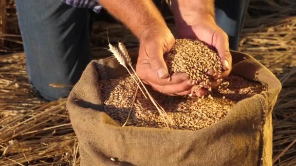 Las manos de los agricultores vierten granos de trigo en una bolsa con espigas. Cosechando cereales. Un agrónomo observa la calidad del grano. Hombre de negocios comprueba la calidad del trigo. concepto de agricultura. primer plano. — Vídeos de Stock