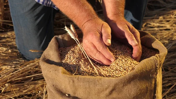 Farmers hands pour wheat grains in a bag with ears. Harvesting cereals. An agronomist looks at the quality of grain. Business man checks the quality of wheat. agriculture concept. close-up.