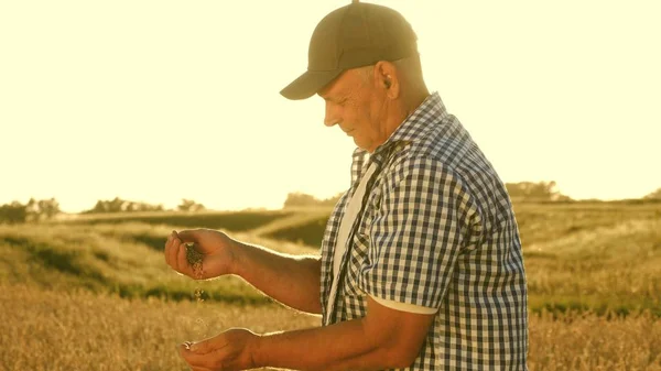 As mãos de fazendeiro vazam grãos de trigo em uma bolsa em um campo de trigo. Colheita de cereais. Um agrônomo olha para a qualidade dos grãos. O homem de negócios verifica a qualidade do trigo. conceito de agricultura. close-up . — Fotografia de Stock