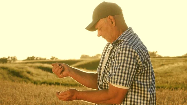 农民双手把麦粒倒在麦田里的袋子里。收获谷物。农学家观察谷物的质量。商人检查小麦的质量。农业概念。特写. — 图库照片
