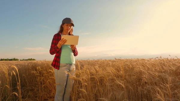 Empresária com um tablet estuda a cultura do trigo no campo. A mulher agricultora trabalha com uma pastilha em um campo de trigo, planeja uma colheita de grão. mulher de negócios no campo de planejamento de sua renda. conceito de agricultura . — Fotografia de Stock