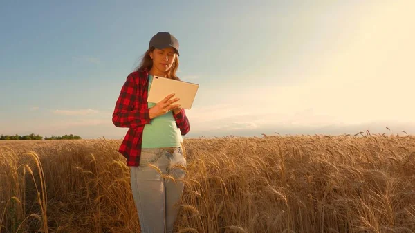 Bir tablet ile iş kadını alanında buğday mahsulü çalışmaları. Çiftçi kadın buğday tarlasında bir tabletle çalışıyor, tahıl mahsulünü planlıyor. gelirini planlama alanında iş kadını. tarım kavramı. — Stok fotoğraf