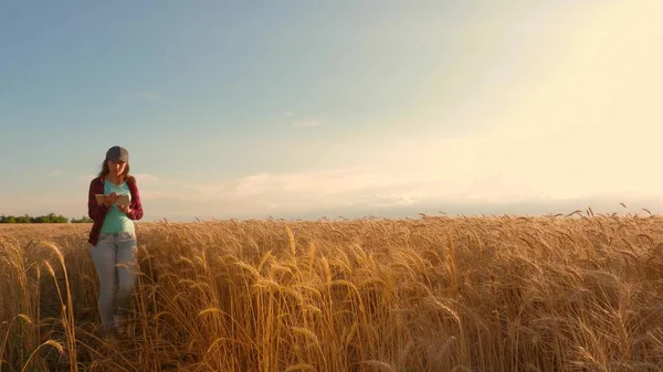 Businesswoman with a tablet studies wheat crop in field. Farmer woman works with a tablet in a wheat field, plans a grain crop. business woman in field of planning her income. agriculture concept. — Stock Photo, Image