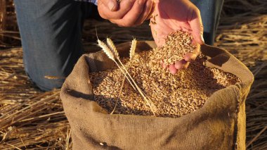 Çiftçi elleri kulaklı bir torbaya buğday taneleri döker. Mısır gevreği topluyorum. Bir tarım uzmanı tahılın kalitesine bakar. İşadamı buğdayın kalitesini kontrol eder. tarım kavramı. yakın plan.