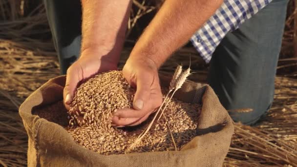 Руки фермеров наливают зерно пшеницы в мешок с ушами. Сбор зерновых. Агроном смотрит на качество зерна. Бизнесмен проверяет качество пшеницы. Концепция сельского хозяйства макро. — стоковое видео