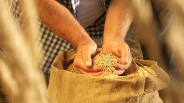 Çiftçi elleri kulaklı bir torbaya buğday taneleri döker. Mısır gevreği topluyorum. Bir tarım uzmanı tahılın kalitesine bakar. İşadamı buğdayın kalitesini kontrol eder. tarım kavramı. yakın plan.