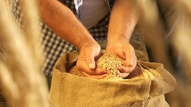 Boerenhanden gieten tarwekorrels in een zak met oren. Graanoogst. Een agronomist kijkt naar de kwaliteit van graan. Zakenman controleert de kwaliteit van tarwe. landbouwconcept. close-up. — Stockvideo
