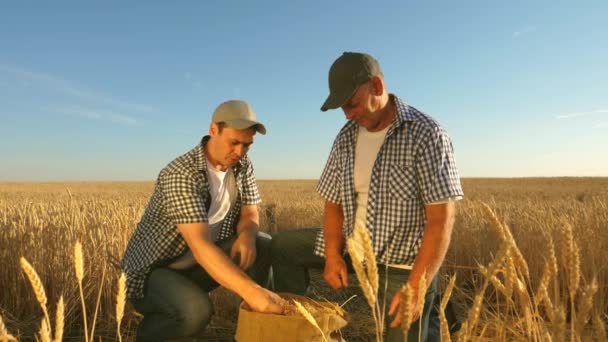 Lantbrukare och affärsman lagarbete. agronomen och bonden håller i sina händer ett vetekorn i fält. Skördar spannmål. En affärsman kontrollerar spannmålskvaliteten. Jordbrukskoncept Långsamma rörelser — Stockvideo