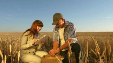 Çiftçiler ve iş kadınları sahada takım çalışması yapıyor. Tarımcı ve çiftçi ellerinde bir buğday tanesi tutuyorlar. Mısır gevreği topluyorum. İş kadını tahıl kalitesini kontrol ediyor. Tarım kavramı.