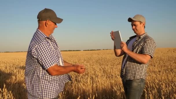 Hombre de negocios y agricultor con tableta trabajando en equipo en el campo. agrónomo y agricultor están sosteniendo un grano de trigo en sus manos. Cosechando cereales. Un hombre de negocios comprueba la calidad del grano . — Vídeo de stock