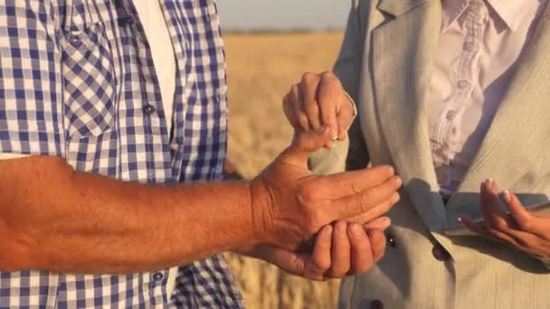 Mujer de negocios comprueba la calidad del grano en manos del agricultor. Primer plano. mujer de negocios con la tableta y el trabajo en equipo agricultor en el campo de trigo. granjero tiene un grano de trigo en sus manos. Cosecha de cereales . — Vídeos de Stock