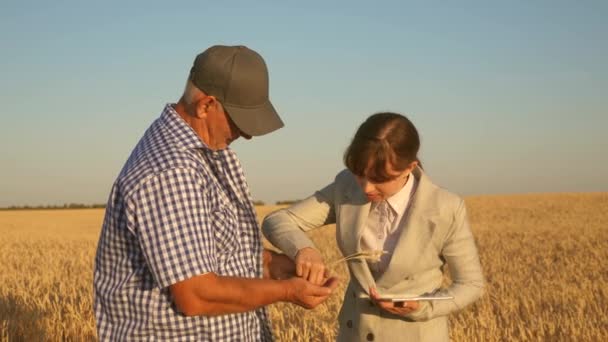 Femme d'affaires avec tablette et agriculteur travail d'équipe dans un champ de blé. fermier tient un grain de blé dans ses mains. Une femme d'affaires vérifie la qualité du grain entre les mains d'un agriculteur. Récolte des céréales . — Video