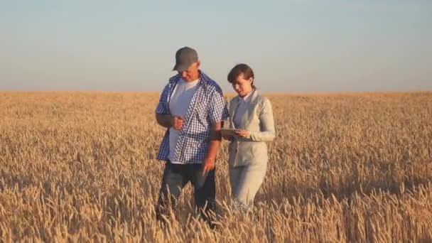 İş kadını ve tarımcı tarladaki tahılın kalitesini kontrol ediyor. Mısır gevreği topluyorum. Çiftçi bir iş kadınına buğday satar. Tabletli bir iş kadını ve buğday tarlasında ekip çalışması.. — Stok video