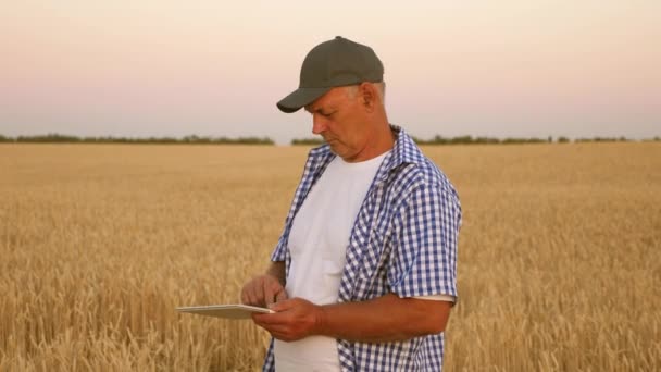 Homem de negócios com um tablet avalia uma colheita de grãos. Agricultor com tablet funciona em um campo de trigo. Colheita de cereais. homem de negócios verifica a qualidade dos grãos. colheita de grãos ambientalmente amigável . — Vídeo de Stock