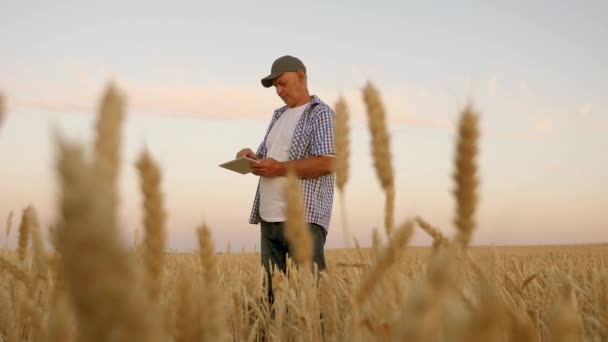 Homem de negócios com um tablet avalia uma colheita de grãos. Agricultor com tablet funciona em um campo de trigo. Colheita de cereais. homem de negócios verifica a qualidade dos grãos. colheita de grãos ambientalmente amigável . — Vídeo de Stock