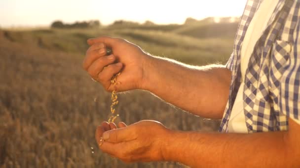 As mãos de agricultores vazam grãos de trigo da palma à palma em um campo de trigo. close-up. Colheita de cereais. Um agrônomo olha para a qualidade dos grãos. O homem de negócios verifica a qualidade do trigo. conceito de agricultura . — Vídeo de Stock