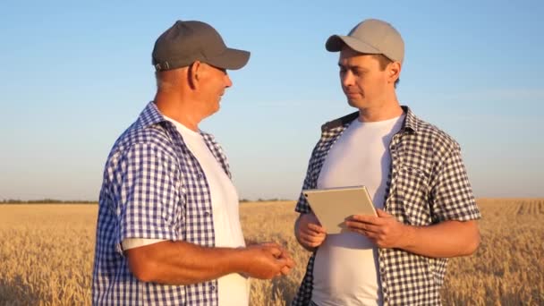Farmer and businessman with tablet working as a team in field. agronomist and farmer are holding a grain of wheat in their hands. Harvesting cereals. A business man checks the quality of grain. — Stock Video