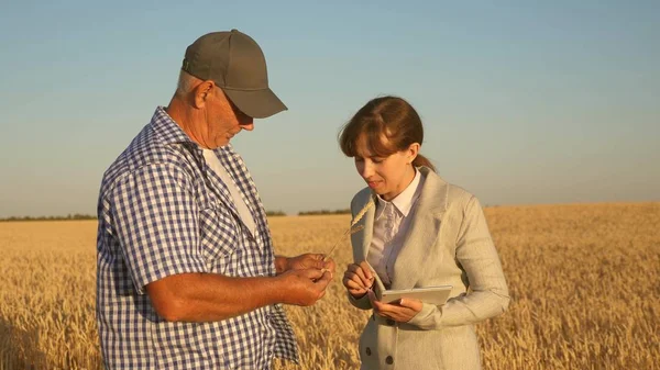Tabletli bir iş kadını ve buğday tarlasında ekip çalışması. Çiftçi elinde bir buğday tanesi tutuyor. Bir iş kadını, bir çiftçinin elindeki tahılın kalitesini kontrol eder. Tahıl topluyorum.. — Stok fotoğraf