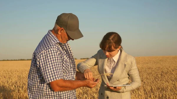 Tabletli bir iş kadını ve buğday tarlasında ekip çalışması. Çiftçi elinde bir buğday tanesi tutuyor. Bir iş kadını, bir çiftçinin elindeki tahılın kalitesini kontrol eder. Tahıl topluyorum.. — Stok fotoğraf