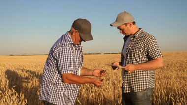 Tabletle tarlada takım halinde çalışan çiftçi ve işadamı. Tarımcı ve çiftçi ellerinde bir buğday tanesi tutuyorlar. Mısır gevreği topluyorum. Bir iş adamı tahılın kalitesini kontrol eder..