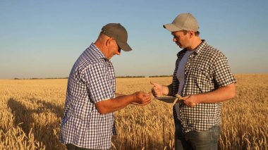 Tabletle tarlada takım halinde çalışan çiftçi ve işadamı. Tarımcı ve çiftçi ellerinde bir buğday tanesi tutuyorlar. Mısır gevreği topluyorum. Bir iş adamı tahılın kalitesini kontrol eder..