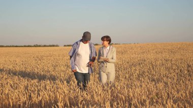 Çiftçi bir iş kadınına buğday satar. Tabletli bir iş kadını ve buğday tarlasında ekip çalışması. İş kadını ve tarımcı tarladaki tahılın kalitesini kontrol ediyor. Tahıl topluyorum..
