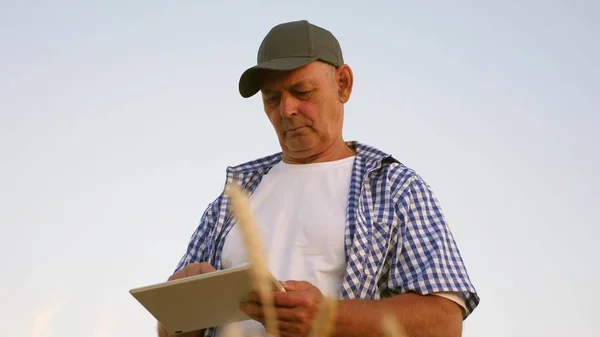 Bauer mit Tablette arbeitet im Weizenfeld. Geschäftsmann mit Tablet bewertet Getreideernte. Getreideernte. Geschäftsmann überprüft die Qualität des Getreides. umweltfreundliche Getreideernte. — Stockfoto