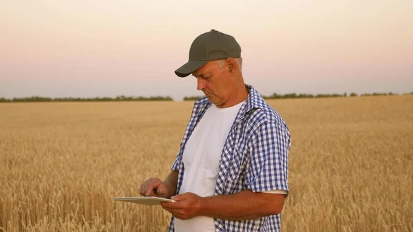 Geschäftsmann mit Tablet bewertet eine Getreideernte. Landwirt mit Tablet arbeitet auf einem Weizenfeld. Getreideernte. Geschäftsmann überprüft die Qualität des Getreides. umweltfreundliche Getreideernte. — Stockfoto