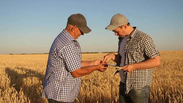 Agricultor y empresario con tableta trabajando en equipo en el campo. agrónomo y agricultor están sosteniendo un grano de trigo en sus manos. Cosechando cereales. Un hombre de negocios comprueba la calidad del grano. — Foto de Stock