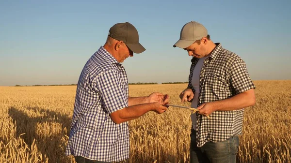 farmer and businessman with tablet working as a team in field. agronomist and farmer are holding a grain of wheat in their hands. Harvesting cereals. A business man checks the quality of grain.