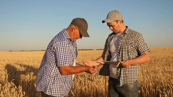 Agricultor e empresário com tablet trabalhando em equipe no campo. agrônomo e agricultor estão segurando um grão de trigo em suas mãos. Colheita de cereais. Um homem de negócios verifica a qualidade dos grãos. — Fotografia de Stock