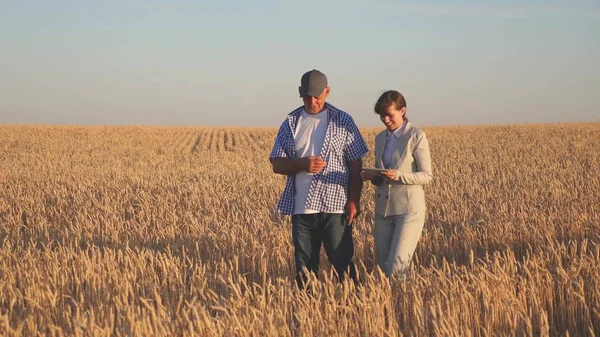 Podnikatelka a agronomka kontrolují kvalitu obilí v terénu. Sklizeň cereálií. farmář prodává pšeničná zrna podnikatelce. podnikatelka s tabletem a týmovou prací na pšeničném poli. — Stock fotografie