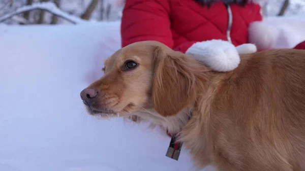 Underordnade litenheten hund. flicka som leker med hunden i snön i vinter i parken. — Stockfoto