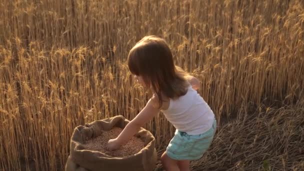 Niño con trigo en la mano. bebé sostiene el grano en la palma. El pequeño hijo, la hija de los granjeros, está jugando en el campo. Un niño pequeño está jugando al grano en un saco en el campo de trigo. concepto de agricultura . — Vídeo de stock