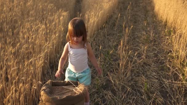 孩子与小麦在手。婴儿把谷物放在手掌上。小儿子，农民的女儿，正在田里玩。小孩子在麦田里的麻袋里玩谷物。农业概念. — 图库视频影像