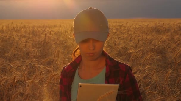 Bonde kvinna som arbetar med en tablett i ett vetefält, i solnedgången ljus. affärskvinna planer vinst i ett vetefält. Kvinna agronom med en tablett studerar vete gröda i fält. jordbruk koncept. — Stockvideo